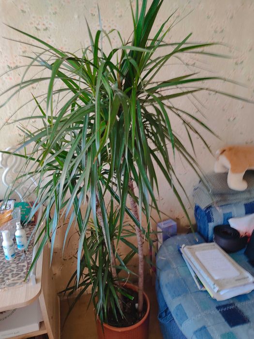 Вазон Драцена великий