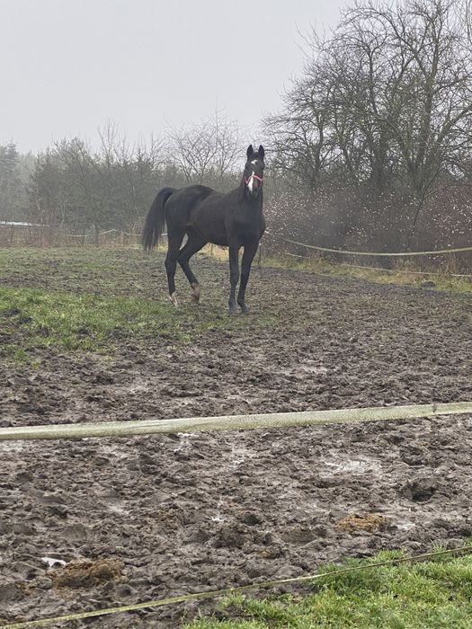 Ogier ogierek z kwietnia 2024