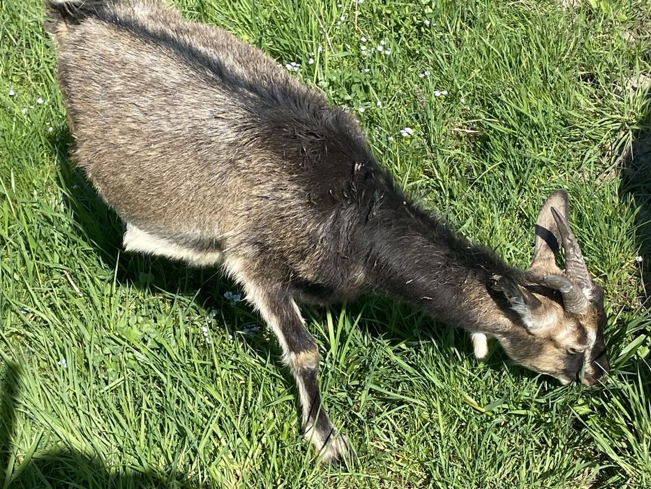 ТЕРМІНОВО. Продаються породисті кози, цапи і козенята