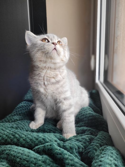 Kotek brytyjski krótkowłosy