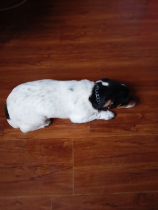 Отдам щенка метис Джек Рассел