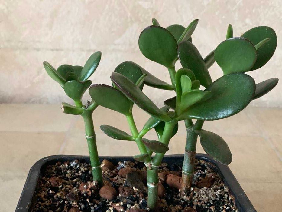 Грошове дерево Красула Товстянка