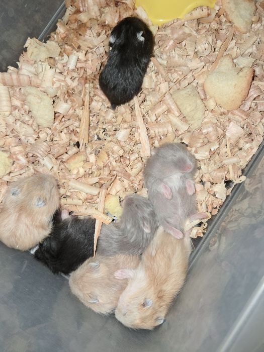 Хом'яки джунгарики