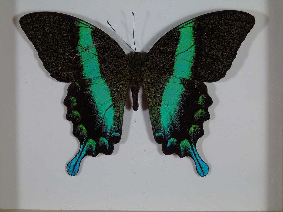 Motyl w ramce 16x14 cm . Papilio blumei .
