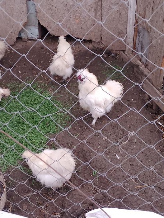 Продам пуховых курей парами