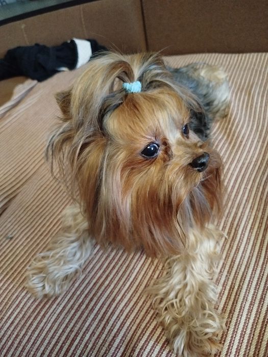 Йорк хлопчик підрощений