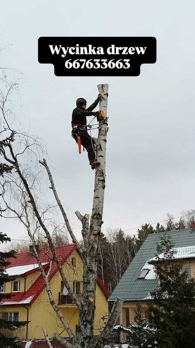 Wycinka drzew, usługi alpinistyczne, mycie dachów, malowanie dachów.