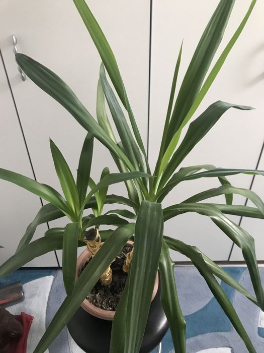 Продам декоративну пальму