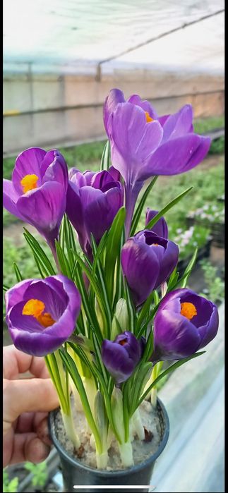 Гіацинт , Крокус у горщиках