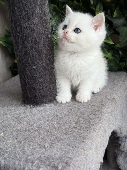 Macho british shorhair