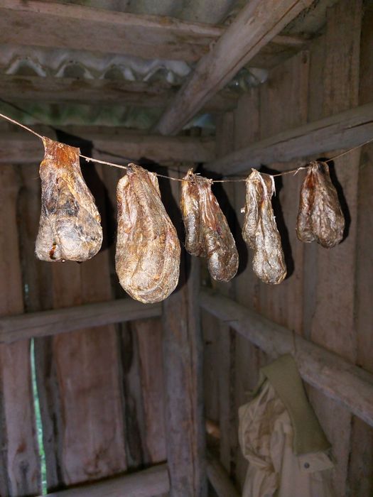 Продам залози бобра