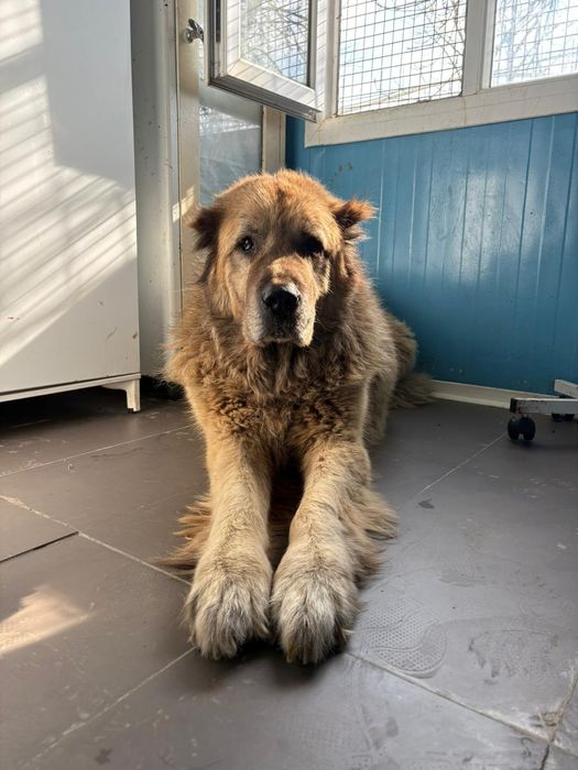 Aslan - piesek do adopcji stałej lub do domu tymczasowego