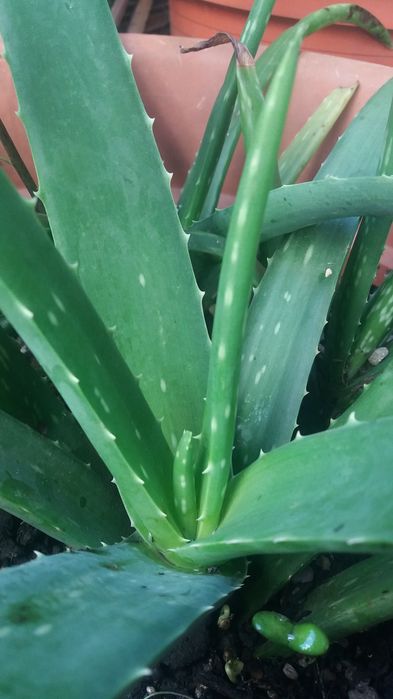 Aloe Vera/ Babosa rebentos