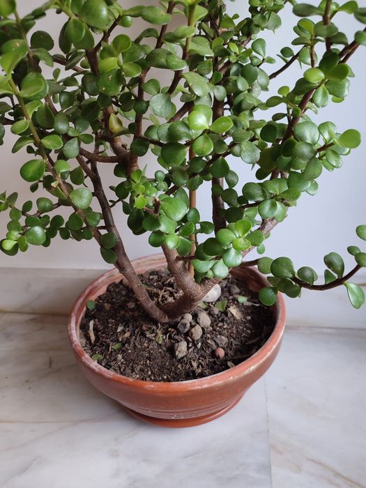 Planta portucalaria africana