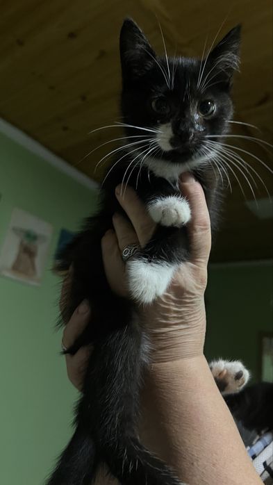 Відамо котиків в хороші руки