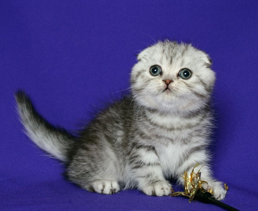 Шотландский мальчик