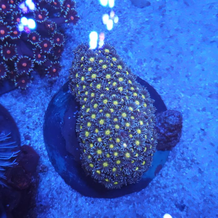 Gonipora sp. Akwarystyka morska
