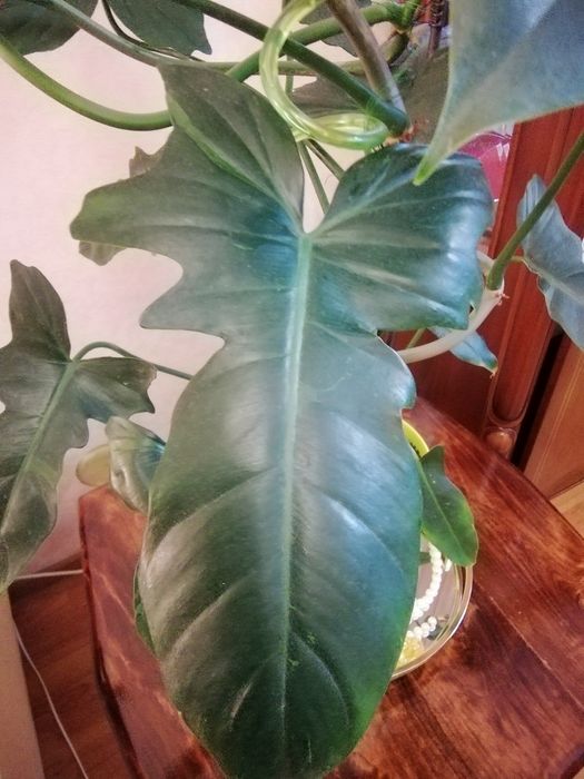 Продається філодендрон Лайм Фідл