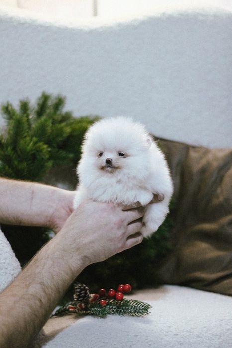 Померанский Шпиц мальчик