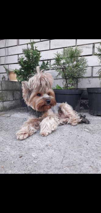 Малыши йорики мажорики