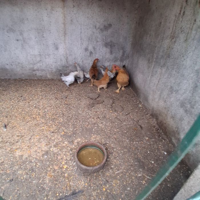 Garnisé com 7 pintos