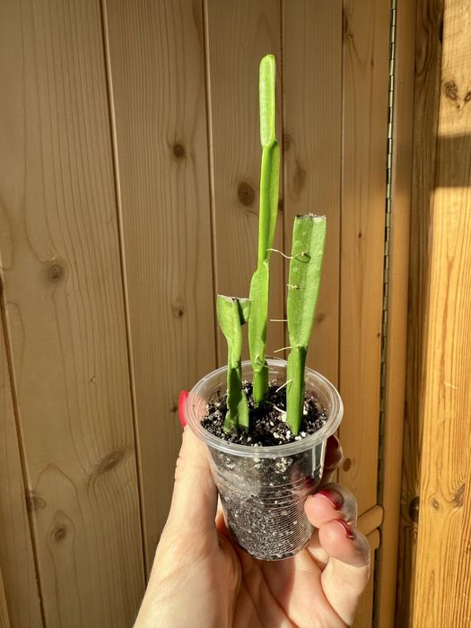 Великий вибір цікавих кімнатних рослин