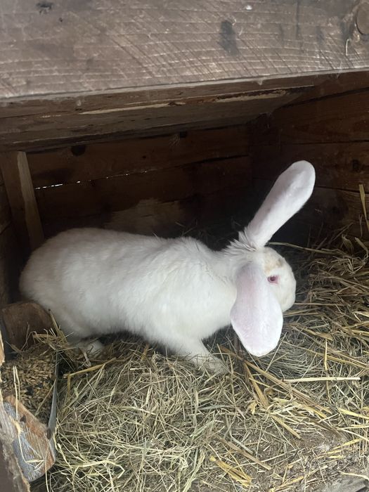 Sprzedam króliki
