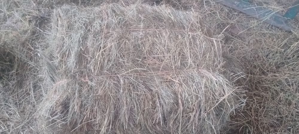 Сіно  продаж   польове    само вивіз