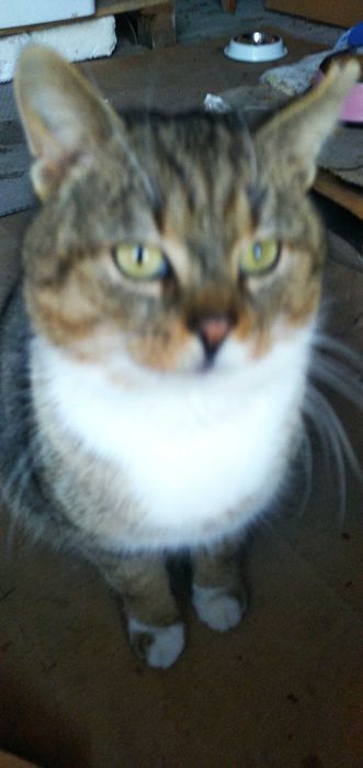 Wykastrowany kotek Ryś za darmo