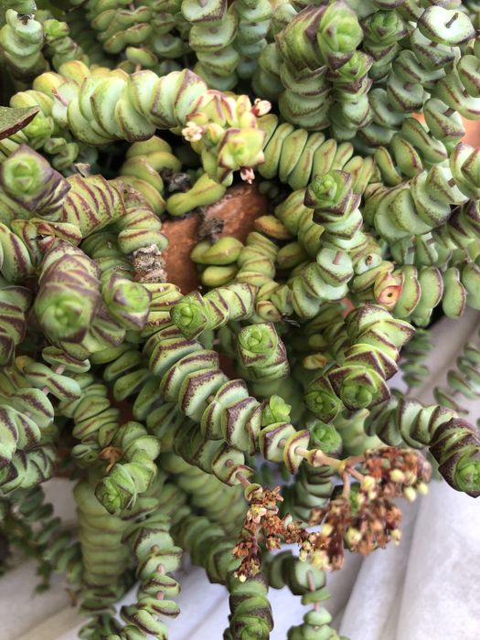 Suculentas - plantas vivas