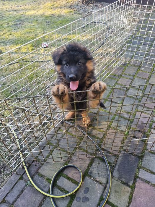 Owczarek niemiecki długowłosy - szczenię