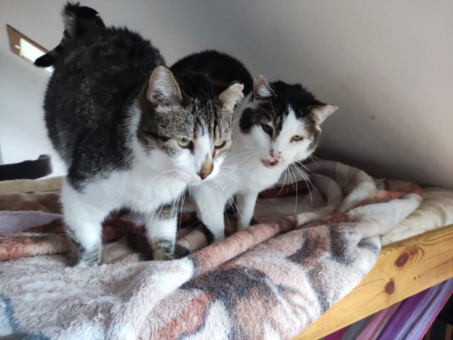 Elton i Rambo dwa słodziaki do adopcji.