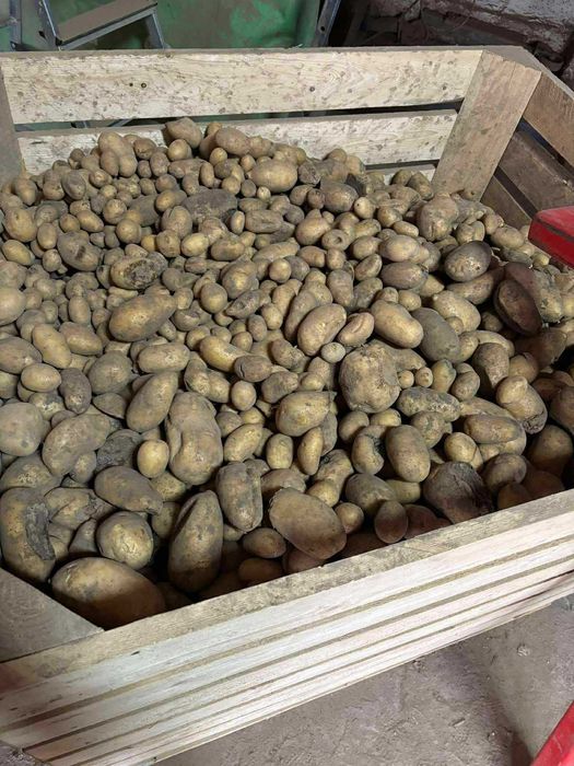 Ziemniaki paszowe (odpady)