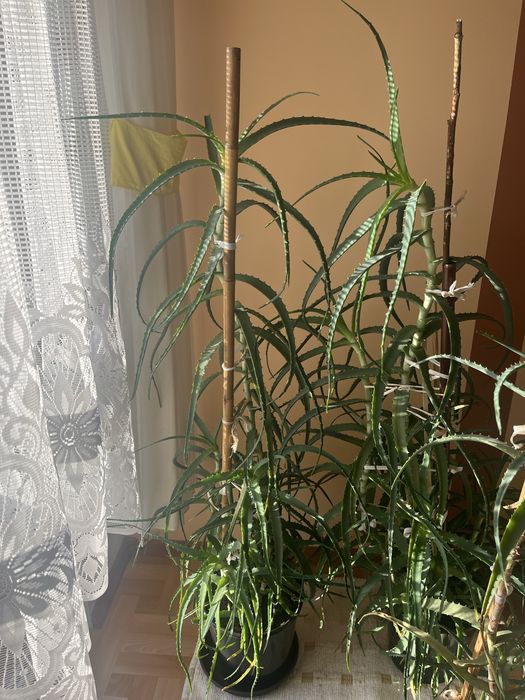 Dwa kaktusy aloes drzewiasty 160cm
