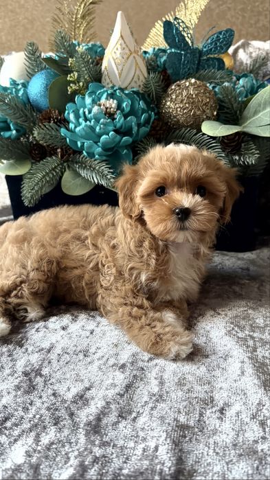 Іграшковий хлопчик мальтіпу