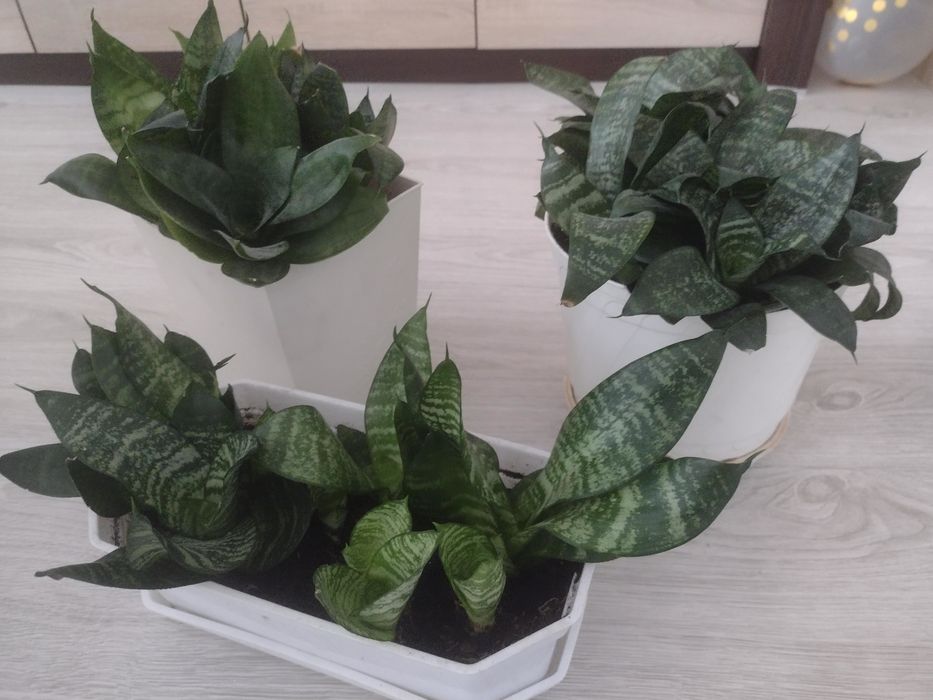 Sansewieria kwiatek doniczowy.