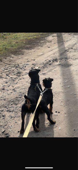 Продам німецьких яхтерєрів