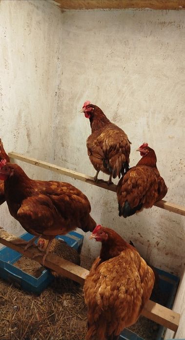 Jaja lęgowe kur niosek mix