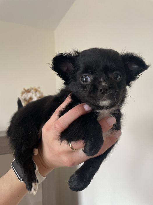 Chihuahua    **śliczna**malutka**dziewczynka**