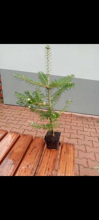 Sadzonki jodły koreańskiej