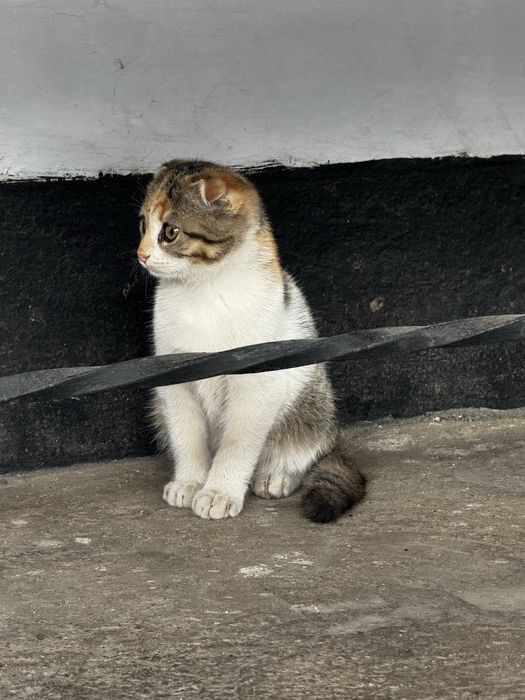 отдам котят в хорошие руки