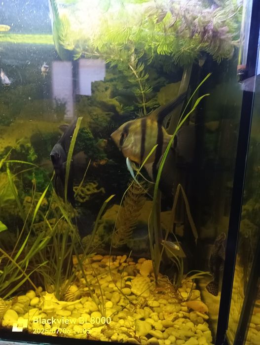 Продам акваріум.