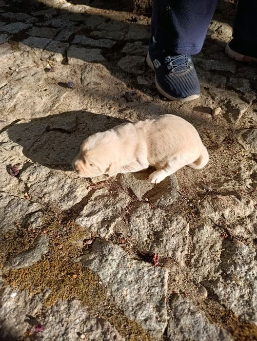 Cachorros para adoção