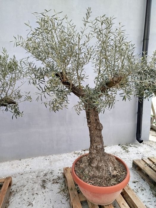 Drzewka oliwne bonsai