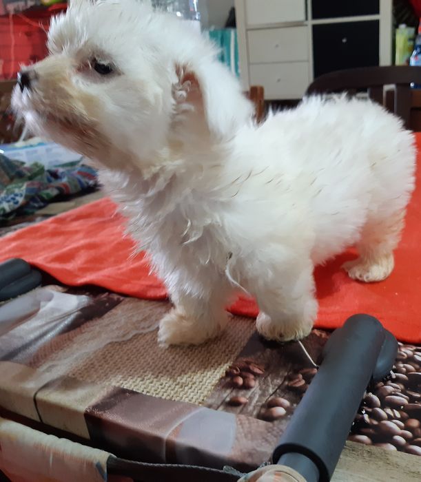 Excelente fêmea Bichon Maltes Mini vacinação completa