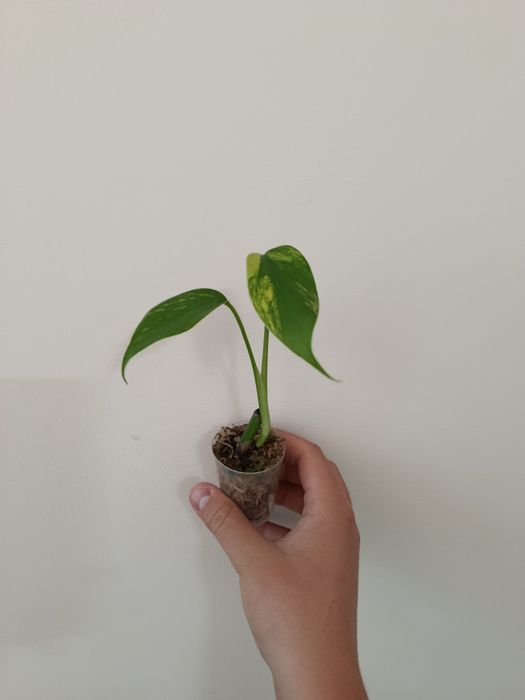 Monstera marmorata , sadzonka , dwa liście , super geny