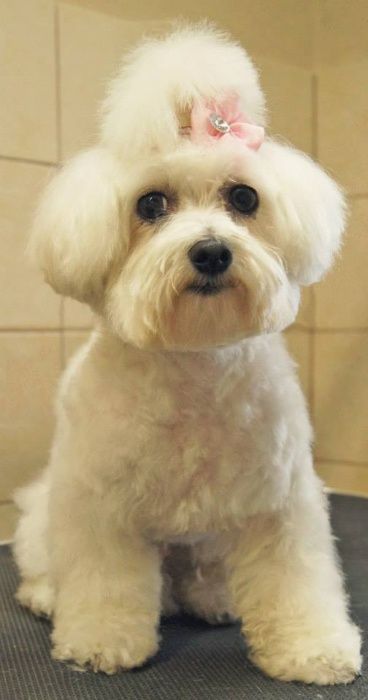 Strzyżenie i pielęgnacja psów Lublin Łęczna