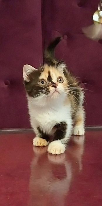 Девочка манчкин.