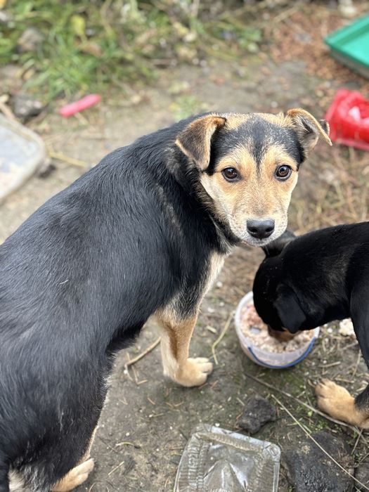 Шукаю дім для дівчинки (цуценя)