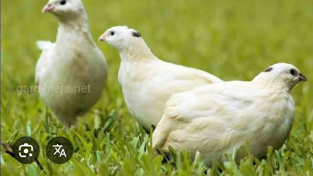 Яйце інкубаційне